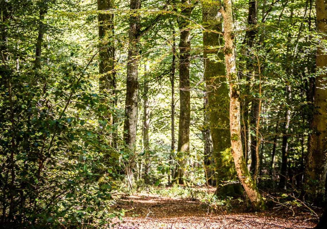 Balade nature sur les traces des habitants de la forêt