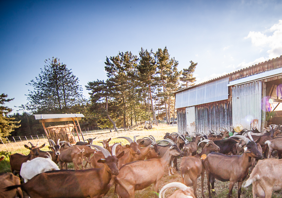 Journées portes ouvertes à la ferme