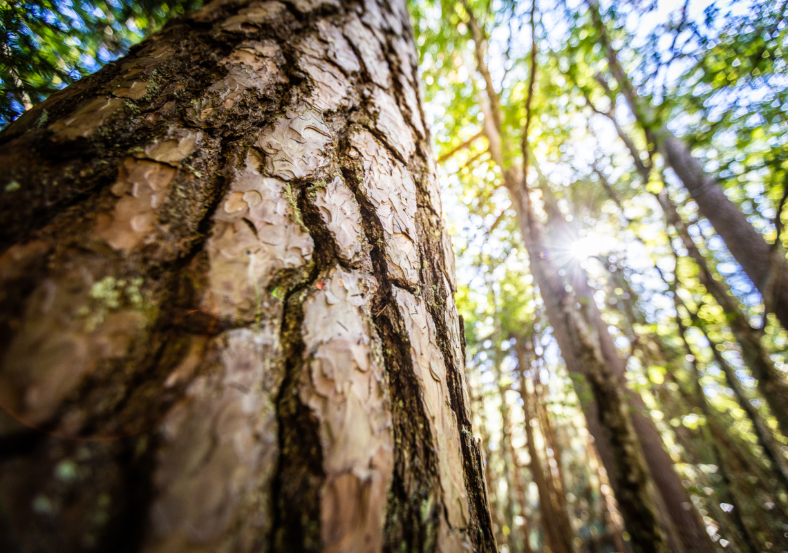 Découverte de la forêt : sa gestion locale et ses métiers