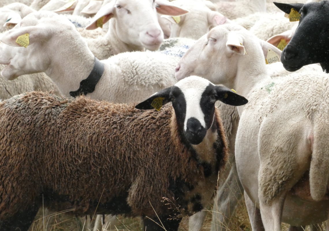 Les rendez-vous du patrimoine « Berge & pastoralisme sur les Hautes-Chaumes »