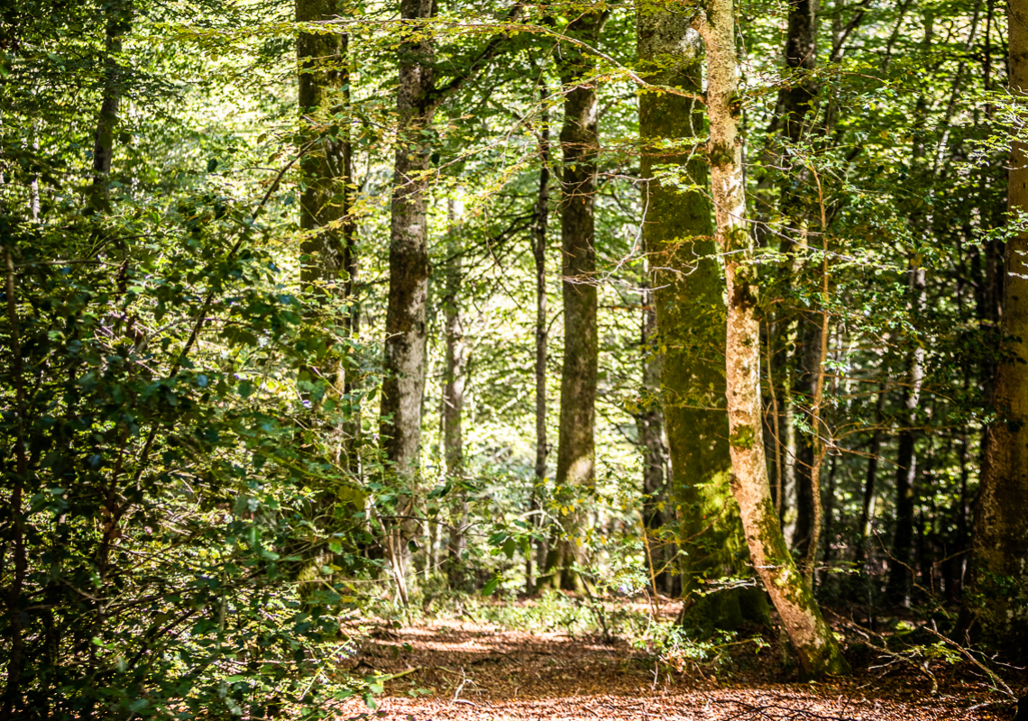 Journées internationales des forêt