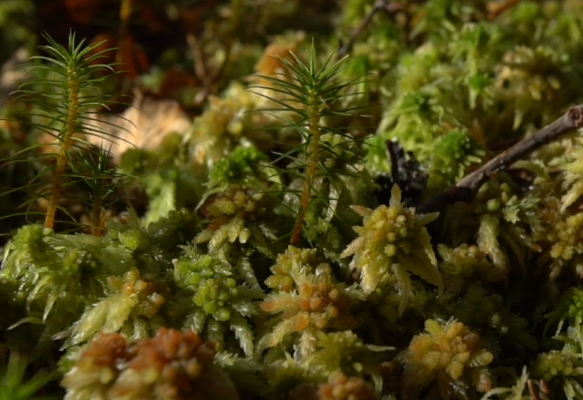 Sur la commune de Saint-Bonnet-le-Chastel, une tourbière essentielle à la biodiversité locale a été restaurée