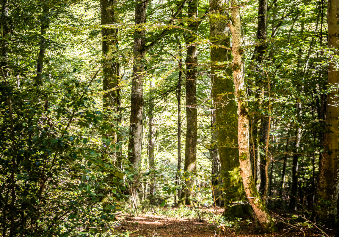 SylvoTrophée : un concours pour promouvoir la gestion durable des forêts en Livradois-Forez