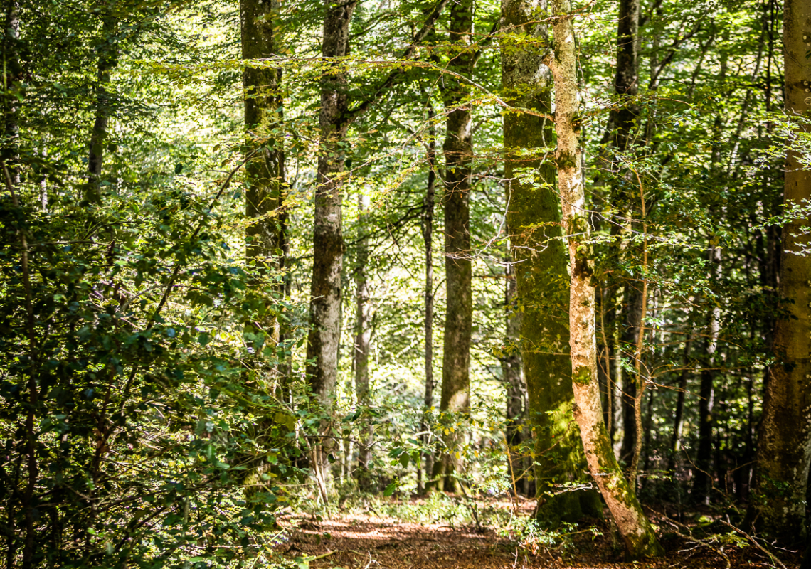 SylvoTrophée : un concours pour promouvoir la gestion durable des forêts en Livradois-Forez