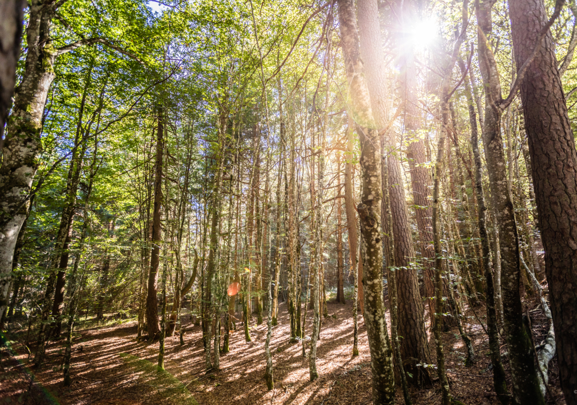 Du vieux bois dont on fait de belles forêts… Appel aux propriétaires et Sylviculteurs volontaires