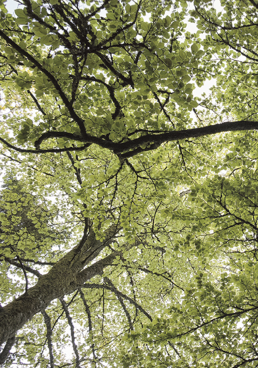 Les rendez-vous du patrimoine « Nous les arbres »