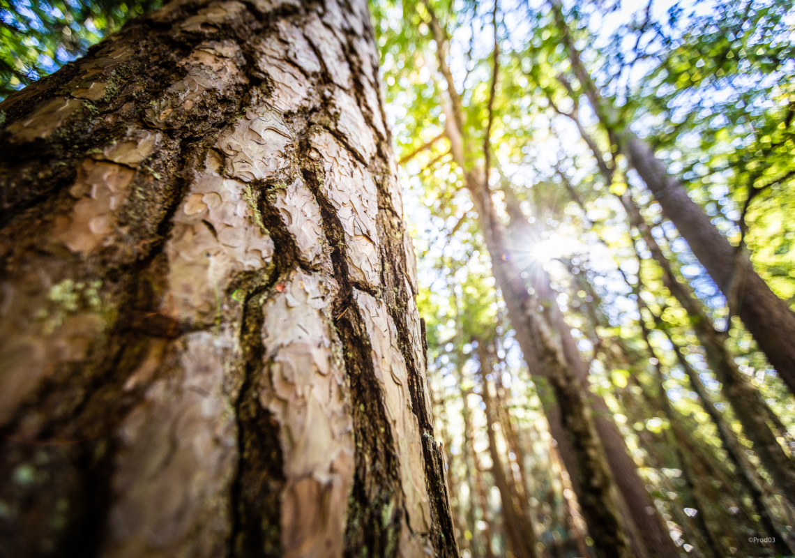 Balade « comment identifier les arbres à travers nos 5 sens » // St Martin des Olmes