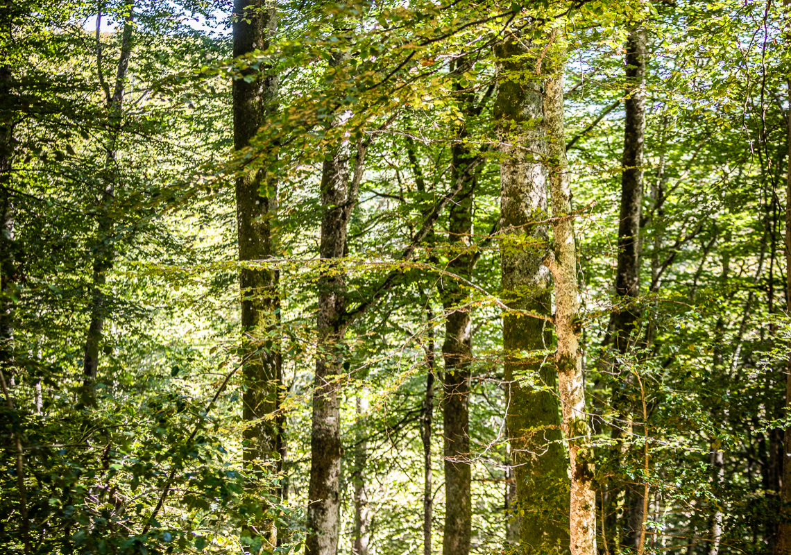 Fête de l’arbre // Arlanc