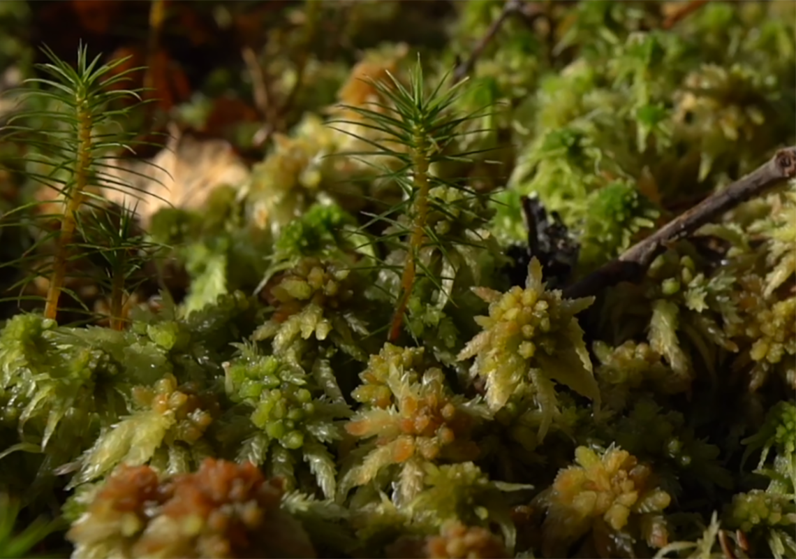 À Saint-Bonnet-le-Chastel, une tourbière essentielle à la biodiversité locale a été restaurée
