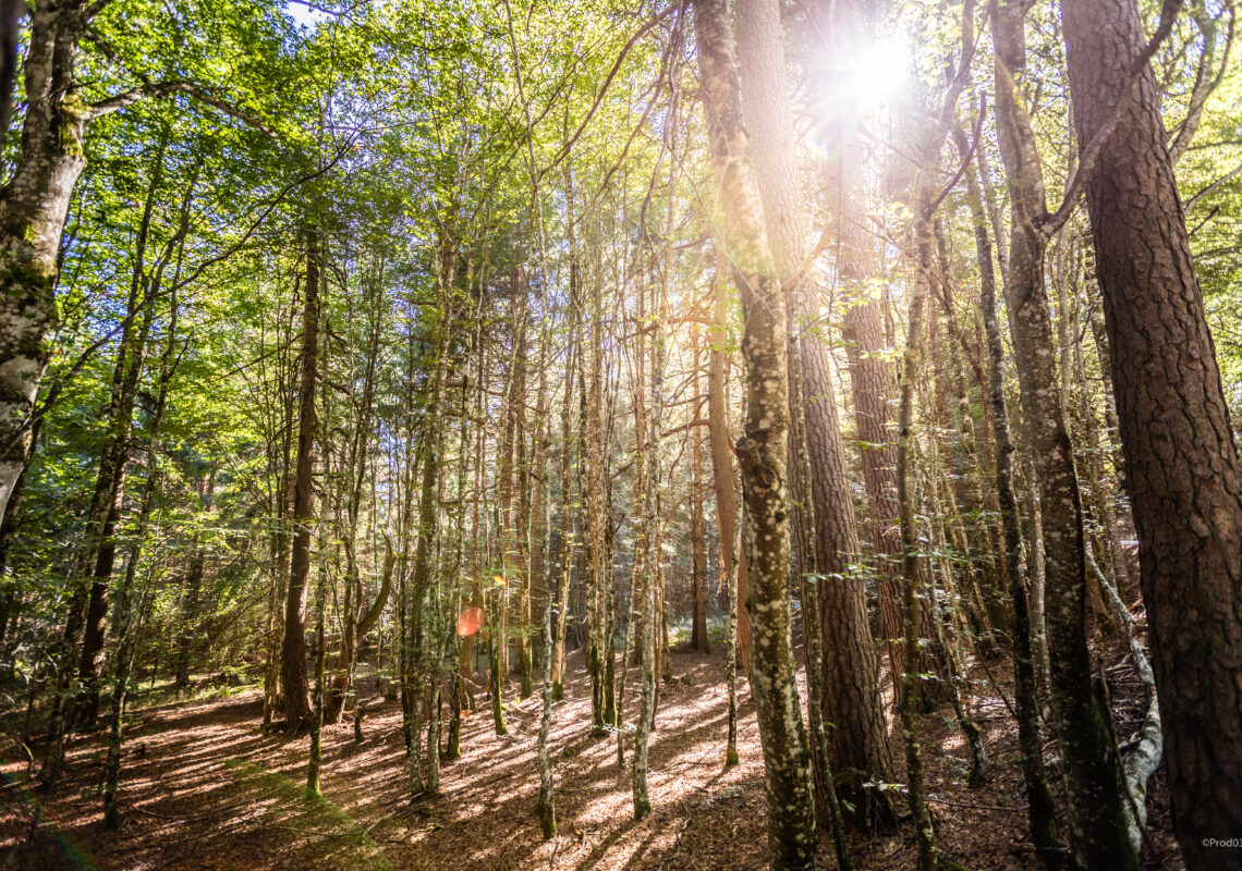 Du vieux bois dont on fait de belles forêts… Appel aux propriétaires et Sylviculteurs volontaires