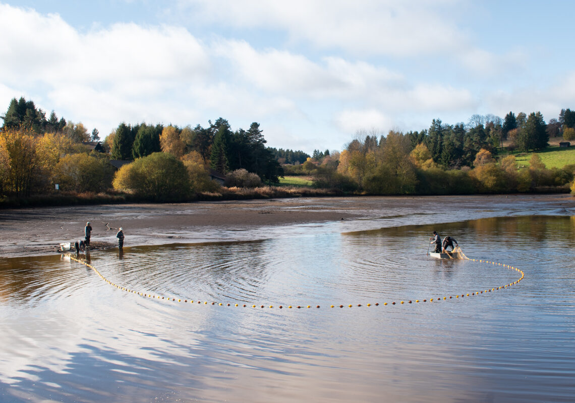 Fournols : le plan d’eau vidangé et pêché pour préparer sa mise aux normes