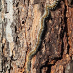 Vigilance : les chenilles processionnaires du pin arrivent sur Ambert Livradois Forez