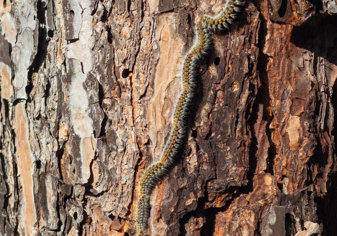 Vigilance : les chenilles processionnaires du pin arrivent sur Ambert Livradois Forez