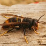 Frelons asiatiques : c&rsquo;est le moment de piéger les fondatrices