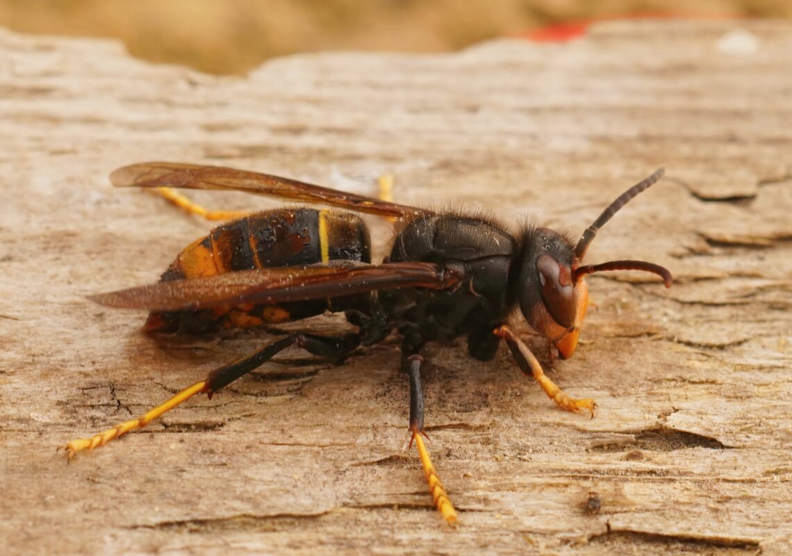 Frelons asiatiques : c&rsquo;est le moment de piéger les fondatrices